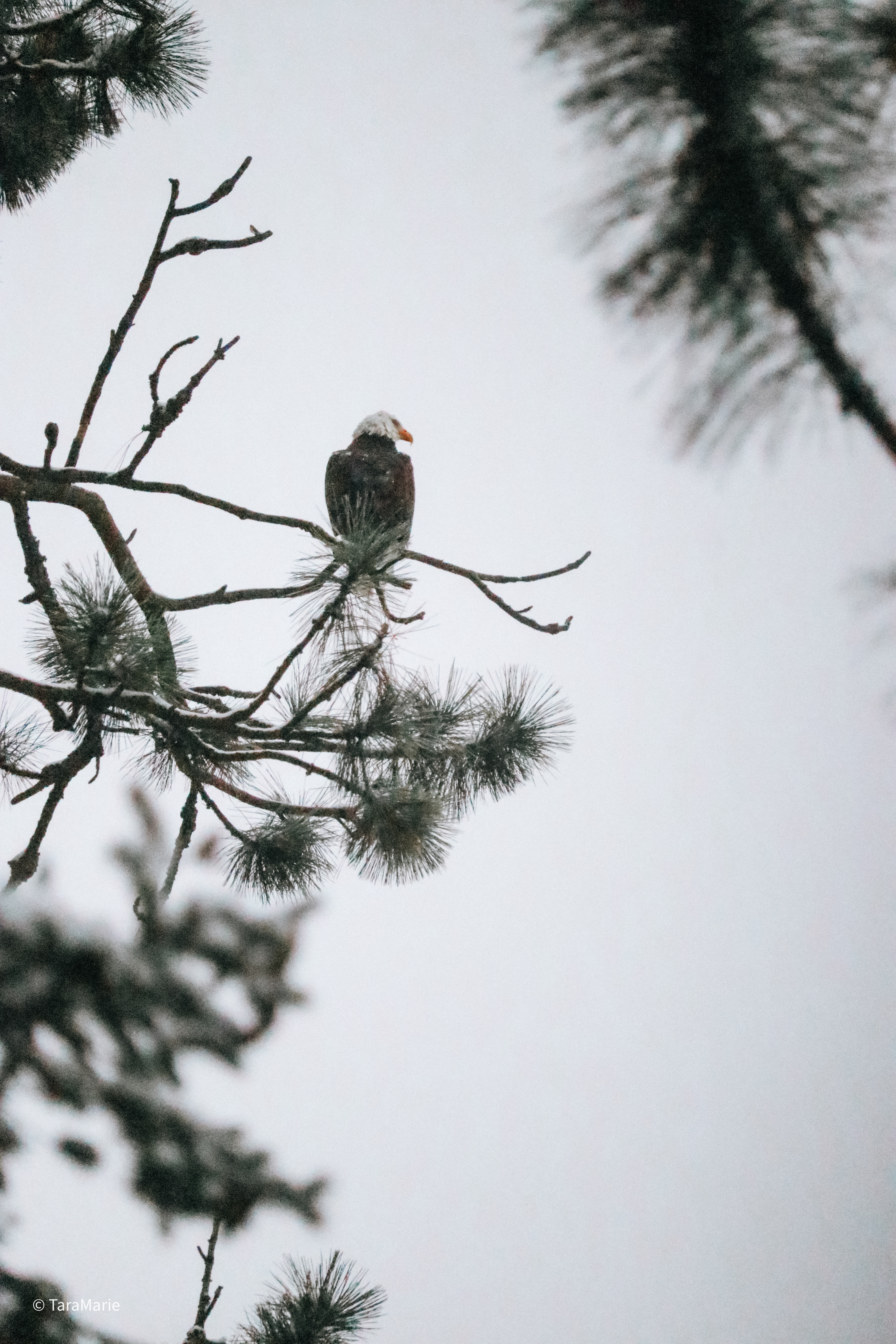 eagle perched on tree