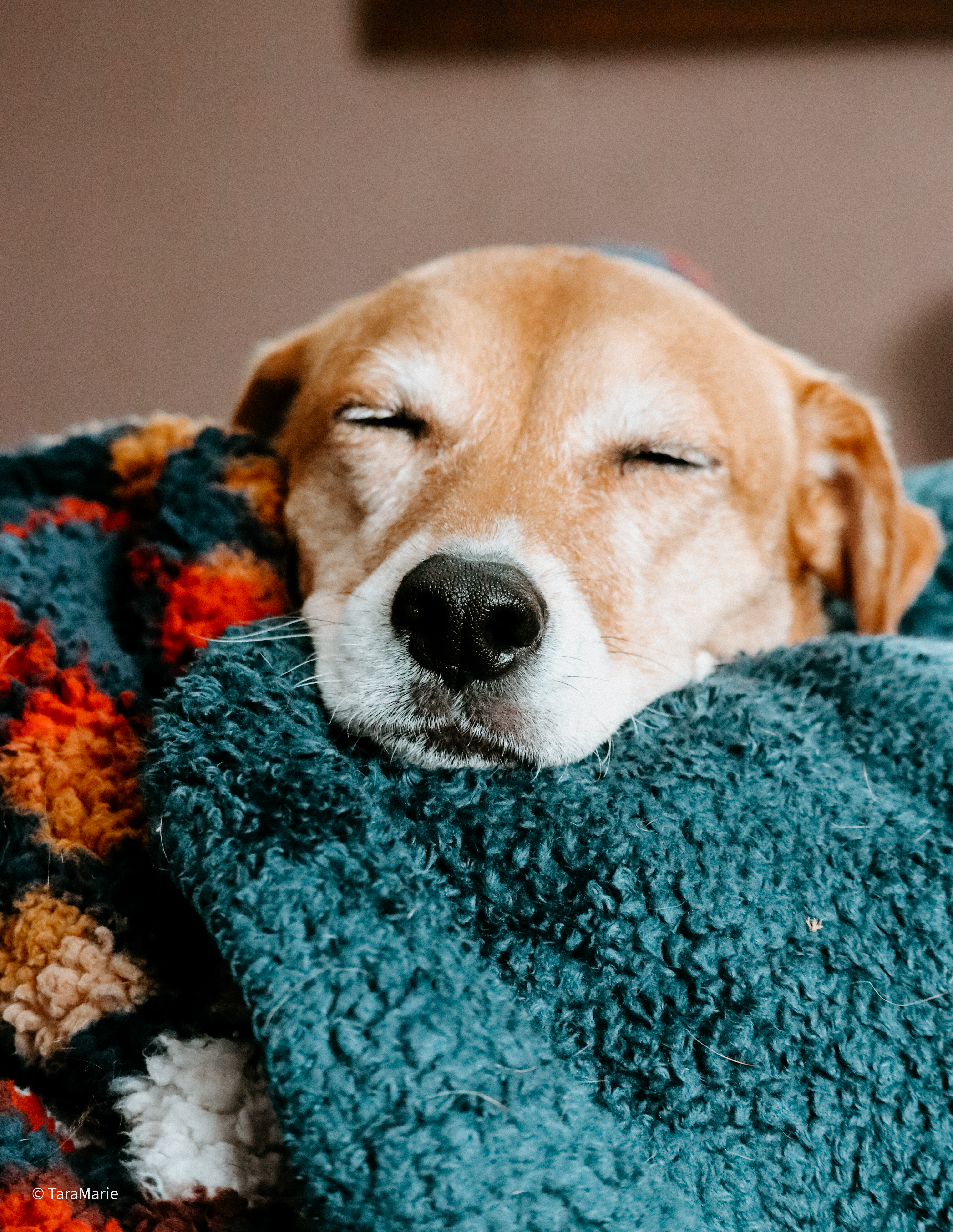 cute dog sleeping